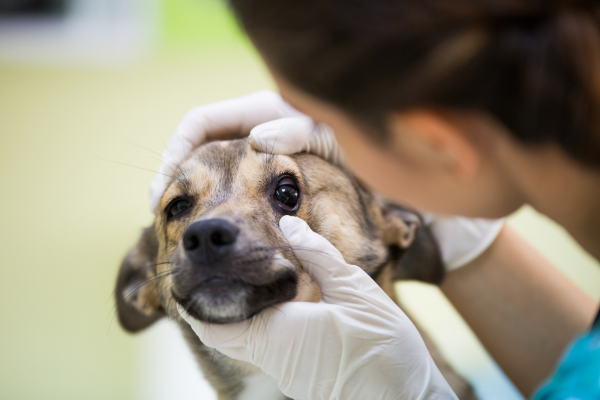 Vyšetření očí psa u veterináře